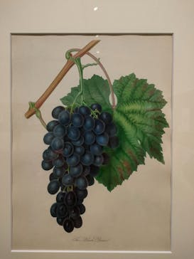 おいしいボタニカル・アート　食を彩る植物のものがたり(SOMPO美術館)に投稿された画像（2023/1/13）