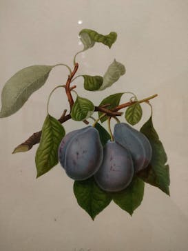 おいしいボタニカル・アート　食を彩る植物のものがたり(SOMPO美術館)に投稿された画像（2023/1/13）