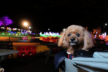 伊豆ぐらんぱる公園に投稿された画像（2023/1/13）