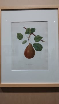 おいしいボタニカル・アート　食を彩る植物のものがたり(SOMPO美術館)に投稿された画像（2023/1/14）