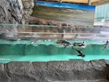 しながわ水族館に投稿された画像（2023/1/14）