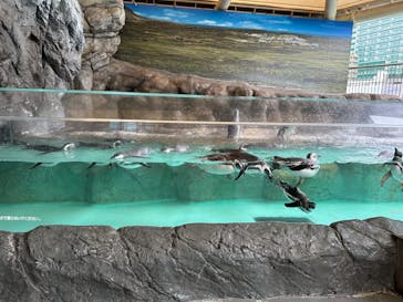 しながわ水族館に投稿された画像（2023/1/14）