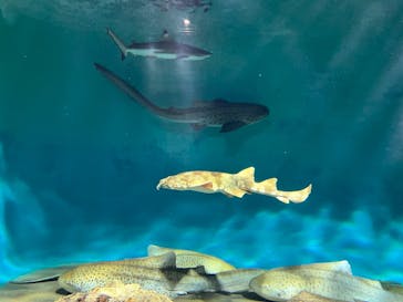アクアワールド茨城県大洗水族館に投稿された画像（2023/1/14）