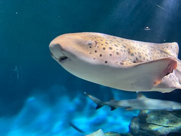 アクアワールド茨城県大洗水族館に投稿された画像（2023/1/14）