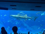 沖縄美ら海水族館に投稿された画像（2023/1/14）