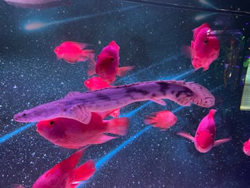 UWSアクアリウム　UNDER WATER SPACEに投稿された画像（2023/1/14）