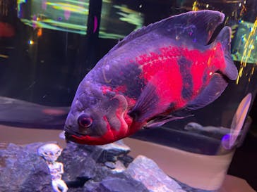 UWSアクアリウム　UNDER WATER SPACEに投稿された画像（2023/1/14）