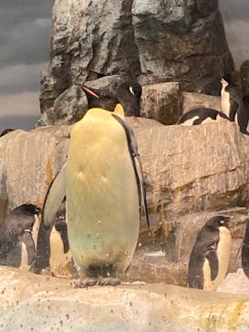 名古屋港水族館に投稿された画像（2023/1/14）