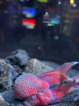 UWSアクアリウム　UNDER WATER SPACEに投稿された画像（2023/1/14）