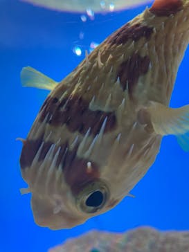 UWSアクアリウム　UNDER WATER SPACEに投稿された画像（2023/1/14）