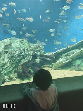 サンシャイン水族館に投稿された画像（2023/1/14）