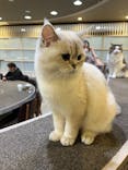 猫カフェモカ　立川店に投稿された画像（2023/1/14）