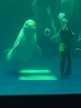 島根県立 しまね海洋館に投稿された画像（2023/1/14）