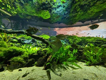 カワスイ 川崎⽔族館に投稿された画像（2023/1/14）