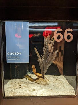 横浜開運水族館 フォーチュンアクアリウムに投稿された画像（2023/1/14）