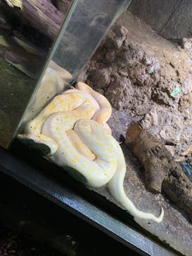 体感型動物園iZooに投稿された画像（2023/1/14）