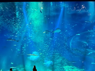 アクアワールド茨城県大洗水族館に投稿された画像（2023/1/14）