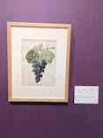 おいしいボタニカル・アート　食を彩る植物のものがたり(SOMPO美術館)に投稿された画像（2023/1/14）