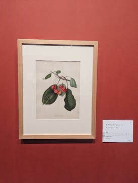 おいしいボタニカル・アート　食を彩る植物のものがたり(SOMPO美術館)に投稿された画像（2023/1/14）