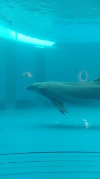 大分マリーンパレス水族館 「うみたまご」に投稿された画像（2023/1/14）