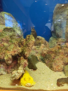 九十九島水族館海きららに投稿された画像（2023/1/14）