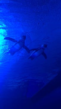 サンシャイン水族館に投稿された画像（2023/1/14）