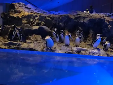 すみだ水族館に投稿された画像（2023/1/14）