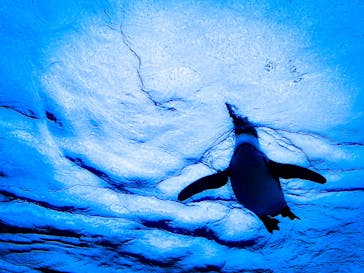 サンシャイン水族館に投稿された画像（2023/1/14）