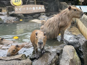 伊豆シャボテン動物公園に投稿された画像（2023/1/14）