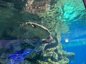 名古屋港水族館に投稿された画像（2023/1/14）