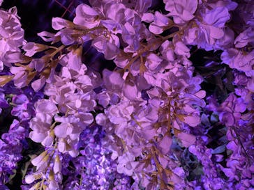 東京メガイルミに投稿された画像（2023/1/15）