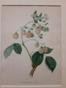 おいしいボタニカル・アート　食を彩る植物のものがたり(SOMPO美術館)に投稿された画像（2023/1/14）