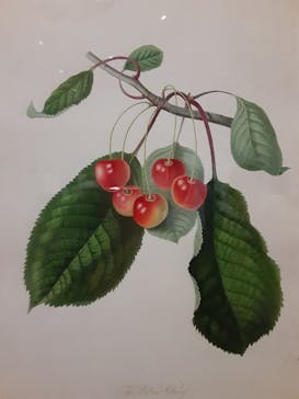 おいしいボタニカル・アート　食を彩る植物のものがたり(SOMPO美術館)に投稿された画像（2023/1/14）