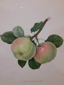 おいしいボタニカル・アート　食を彩る植物のものがたり(SOMPO美術館)に投稿された画像（2023/1/14）