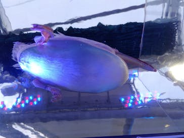 サンシャイン水族館に投稿された画像（2023/1/15）