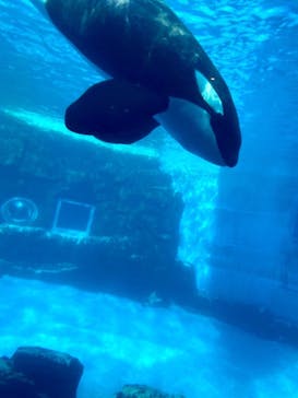 名古屋港水族館に投稿された画像（2023/1/15）