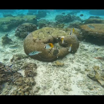 DIVING-SHOP SUNSに投稿された画像（2023/1/15）