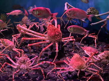 横浜・八景島シーパラダイスに投稿された画像（2023/1/15）