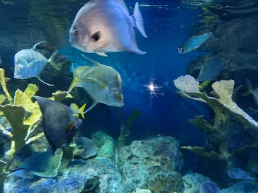 サンシャイン水族館に投稿された画像（2023/1/15）