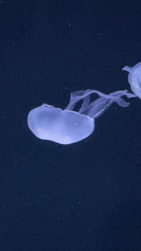 サンシャイン水族館に投稿された画像（2023/1/15）