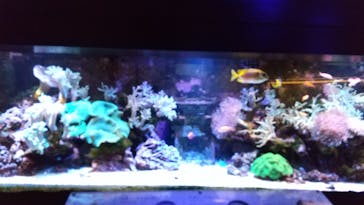 横浜開運水族館 フォーチュンアクアリウムに投稿された画像（2023/1/15）