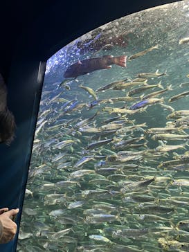 サンシャイン水族館に投稿された画像（2023/1/15）