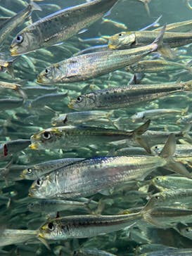 サンシャイン水族館に投稿された画像（2023/1/15）