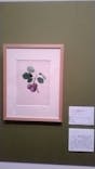 おいしいボタニカル・アート　食を彩る植物のものがたり(SOMPO美術館)に投稿された画像（2023/1/15）