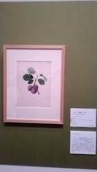 おいしいボタニカル・アート　食を彩る植物のものがたり(SOMPO美術館)に投稿された画像（2023/1/15）