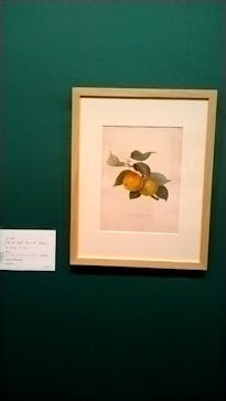 おいしいボタニカル・アート　食を彩る植物のものがたり(SOMPO美術館)に投稿された画像（2023/1/15）
