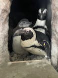 京都水族館に投稿された画像（2023/1/15）