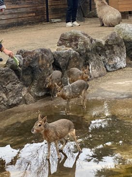 那須どうぶつ王国に投稿された画像（2023/1/15）