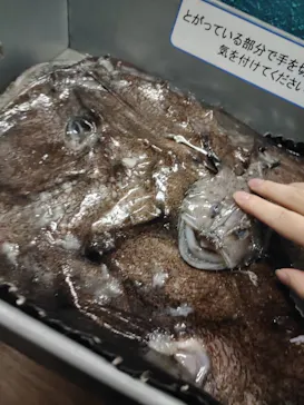 横浜・八景島シーパラダイスに投稿された画像（2023/1/15）