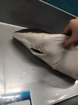 横浜・八景島シーパラダイスに投稿された画像（2023/1/15）